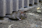 Comment reconnaître une infestation de rats et agir efficacement ?
